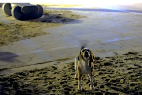 The barking dog