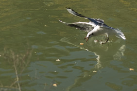 Landing
