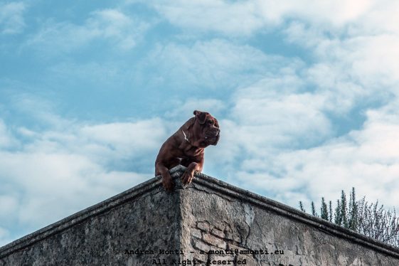sentinel