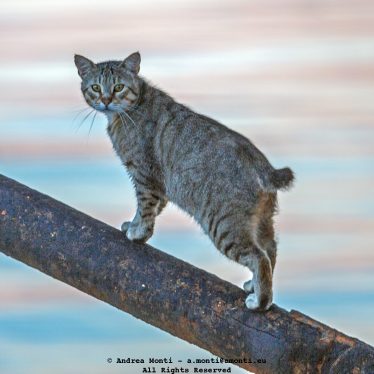 justcat