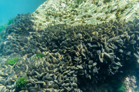 mussels